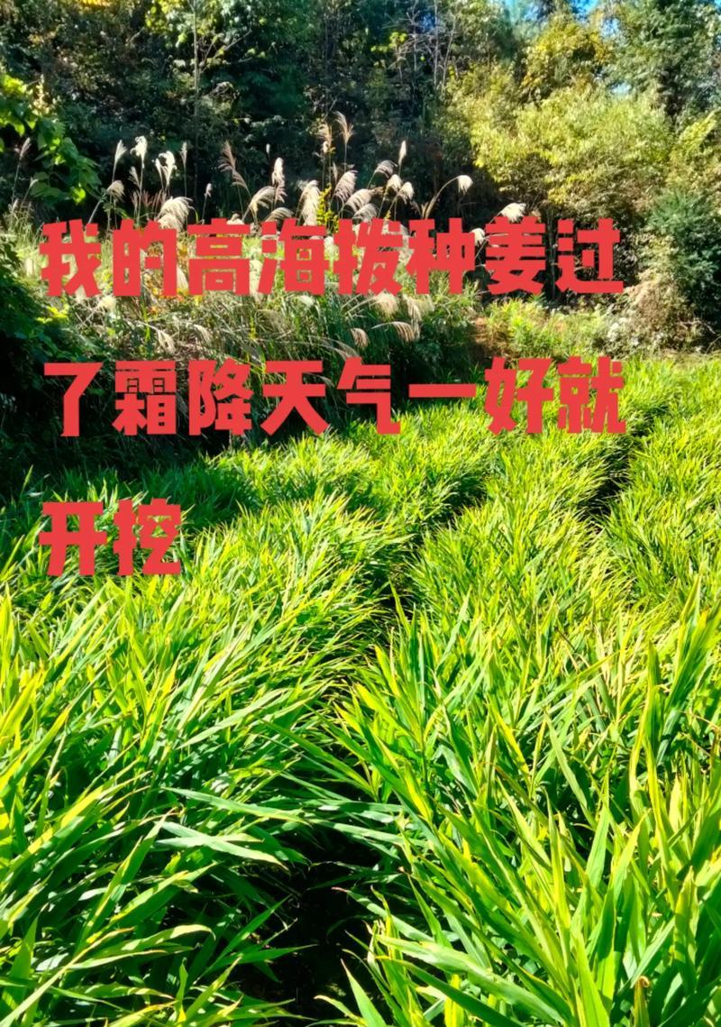 生姜叶子发黄怎么办？如何预防和处理？