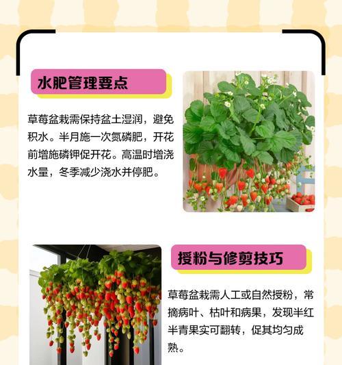 草莓夜间栽培技术要点是什么？如何进行夜间栽培？