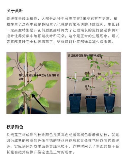 北方地栽铁线莲怎么修剪？修剪的最佳时间和方法是什么？