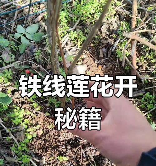 北方地栽铁线莲怎么修剪？修剪的最佳时间和方法是什么？