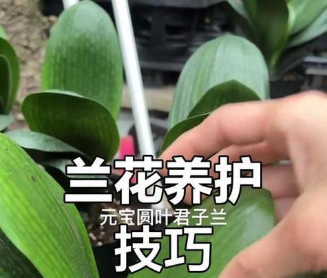 君子兰大肚腩的养护技巧有哪些？