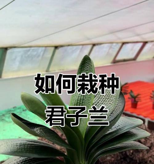 君子兰大肚腩的养护技巧有哪些？