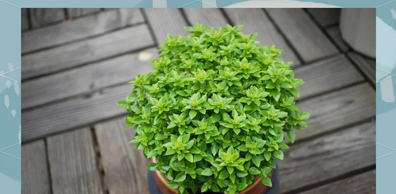 常见的香草种植植物有哪些？
