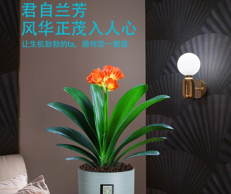 君子兰养护小帮手的正确养殖方法？
