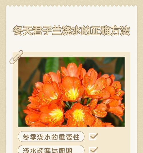 君子兰养护小帮手的正确养殖方法？