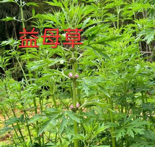 紫苏叶子发黄干枯的处理方法是什么？