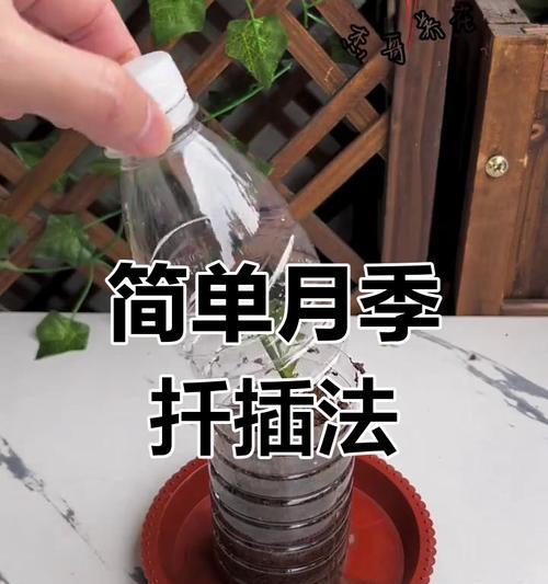 月季枝条扦插的最佳选择是什么？