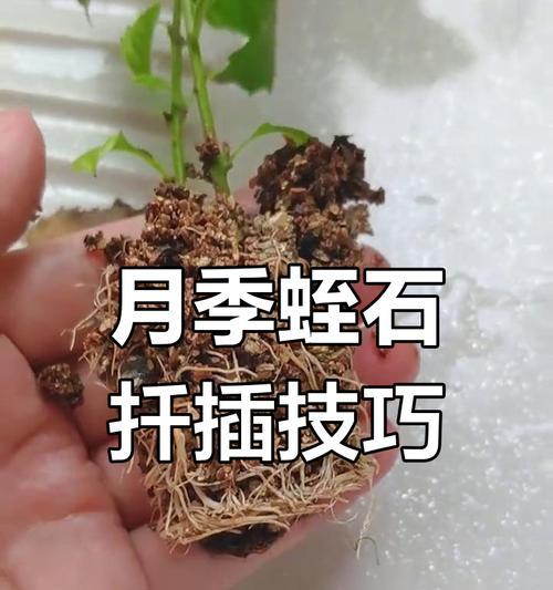 月季枝条扦插的最佳选择是什么？