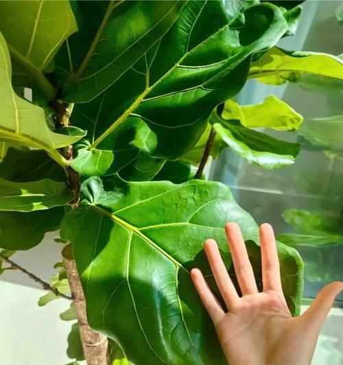 橘子结果后叶子发黄掉果的处理方法是什么？