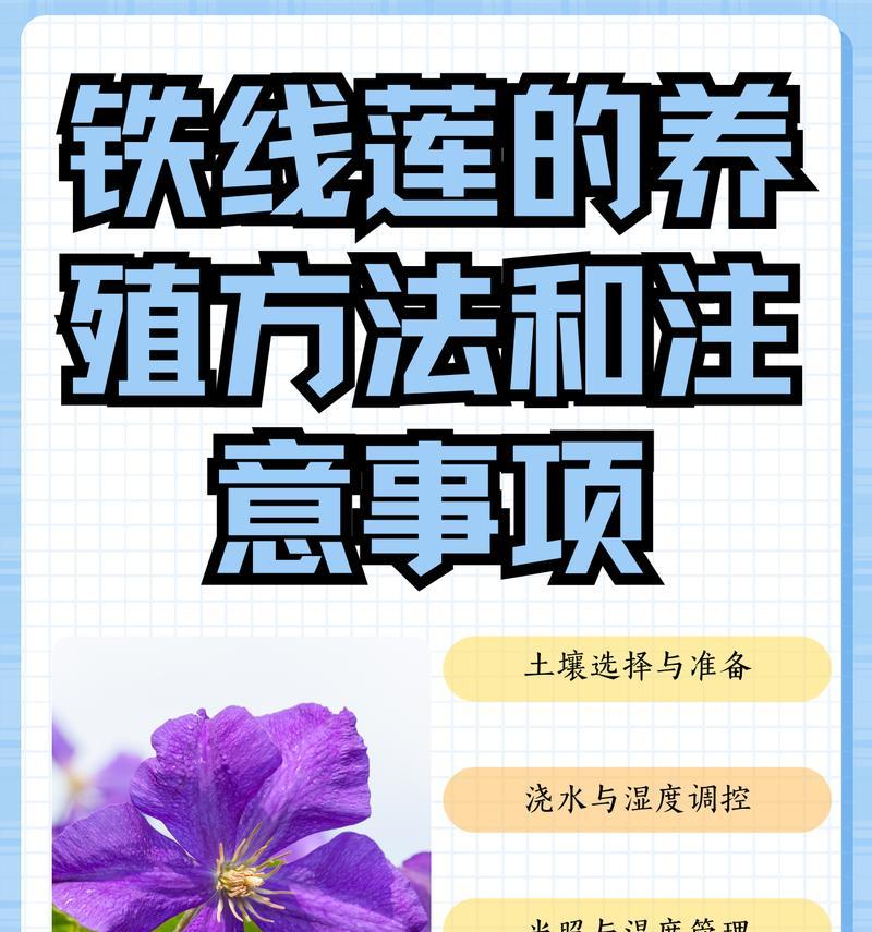 铁线莲小苗浇水技巧？需要浇透水吗？
