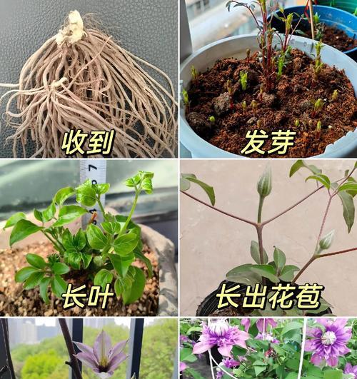 铁线莲小苗浇水技巧？需要浇透水吗？