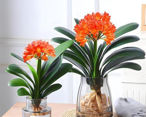 君子兰开花适宜的温度是多少？