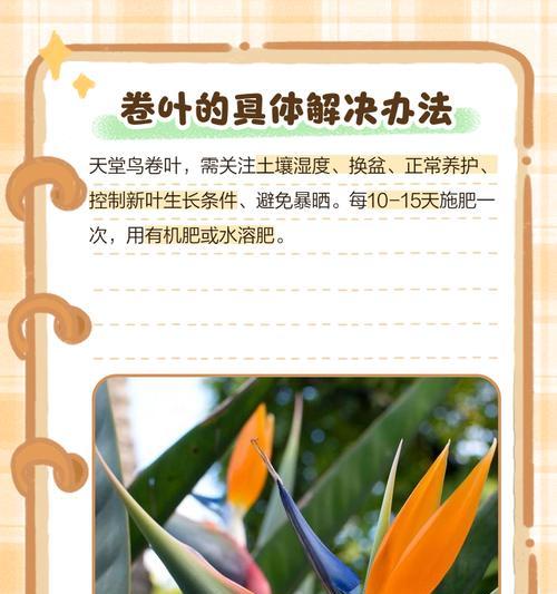 天堂鸟叶子杆发黄的补救措施有哪些？
