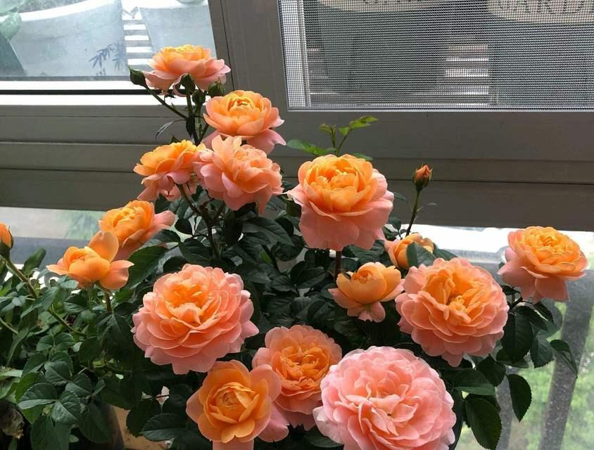 自家月季插的花怎么养？有哪些注意事项？