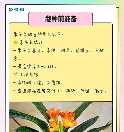 君子兰小花朵的养护技巧是什么？