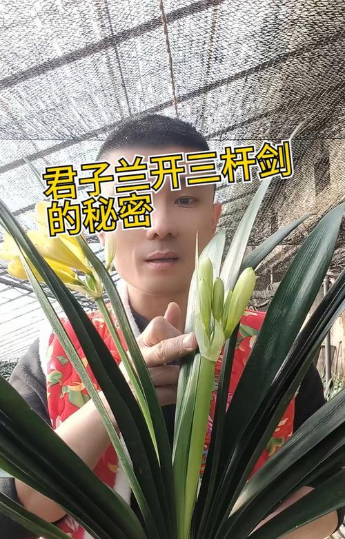 君子兰小花朵的养护技巧是什么？