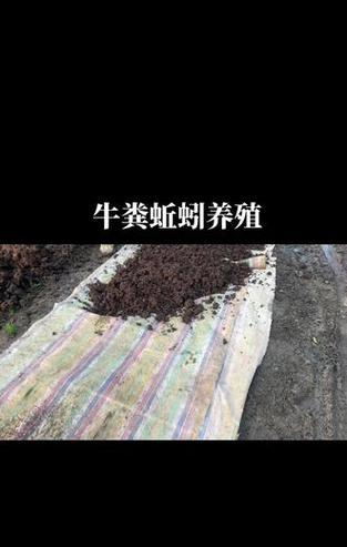 蚯蚓场地浇水的最佳方法是什么？