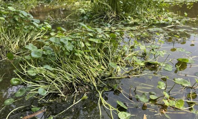 水生植物疯长有哪些常见问题？