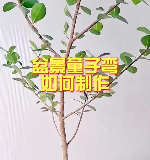 如何制作多弯的盆景？