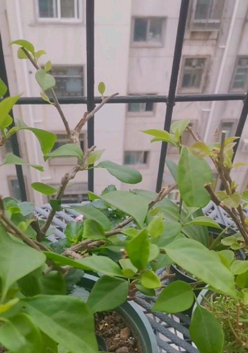 窗台种植三角梅的技巧有哪些？