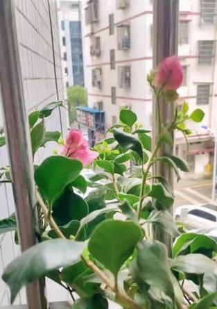 窗台种植三角梅的技巧有哪些？