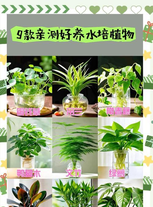 水培养花技巧小窍门有哪些？水培花卉的养护技巧是什么？