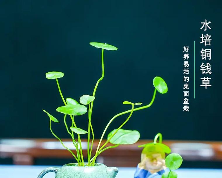水培养花技巧小窍门有哪些？水培花卉的养护技巧是什么？