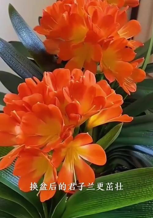 君子兰换盆的最佳时机和步骤是什么？