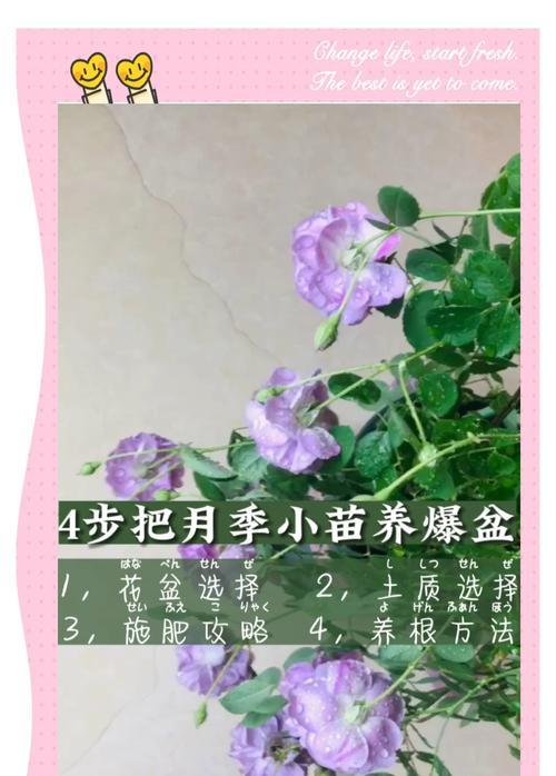 小瓶种植月季如何促进开花？