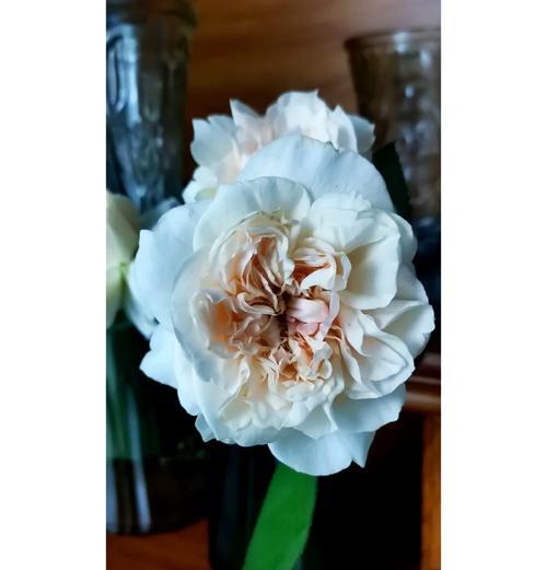 小瓶种植月季如何促进开花？