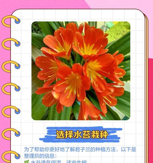 君子兰倒栽后如何确保其成活？
