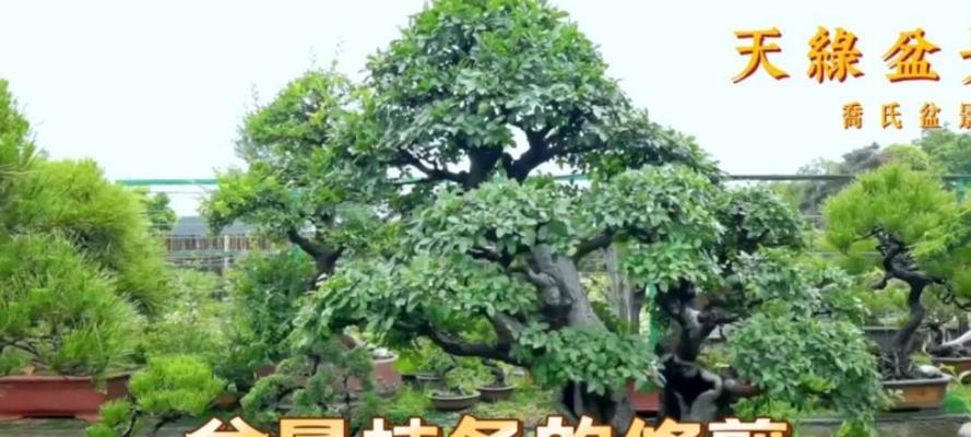 盆景后面遮挡影响生长怎么办？