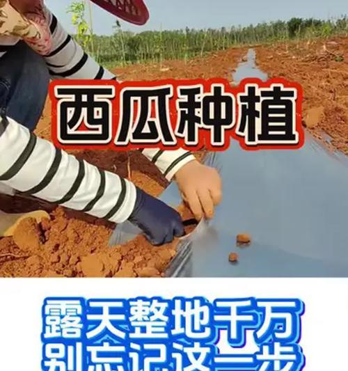 西瓜后期施肥管理需要注意哪些技巧？