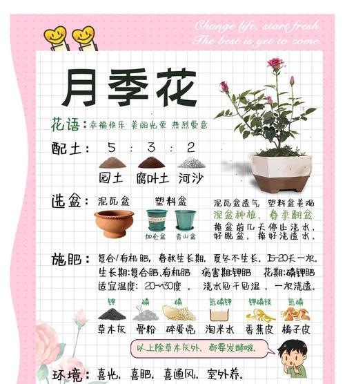 白月季种植步骤有哪些？