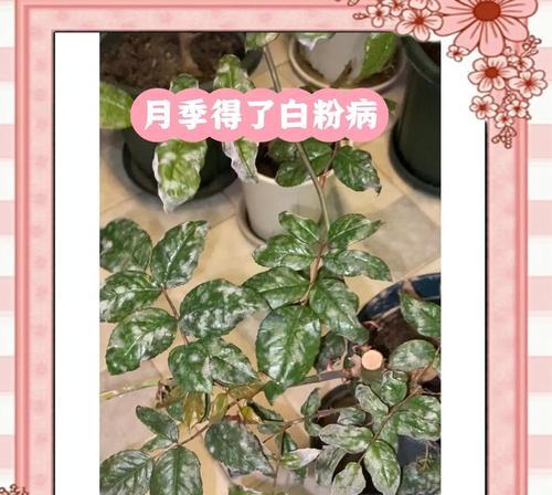 白月季种植步骤有哪些？