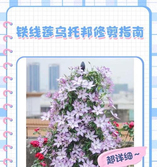 撒玛利亚桥铁线莲冬天怎么修？修剪技巧有哪些？