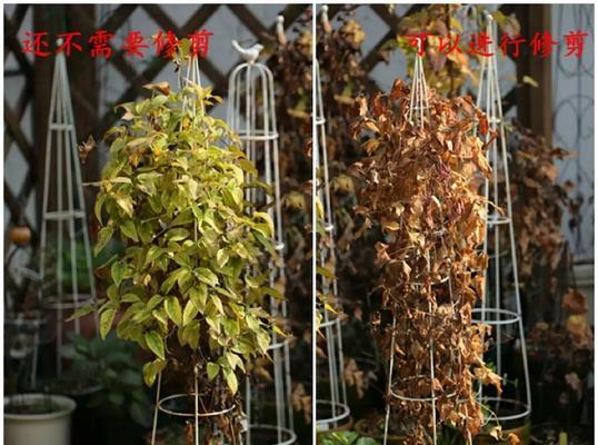 撒玛利亚桥铁线莲冬天怎么修？修剪技巧有哪些？