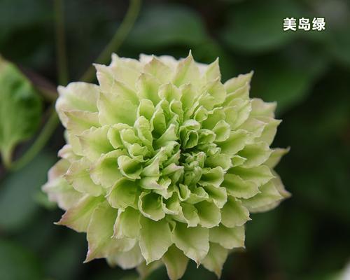 铁线莲小绿如何培养成多枝条？