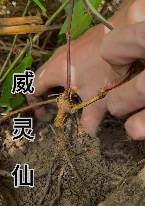 如何辨别铁线莲根的真假？