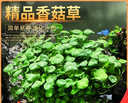 室内盆景水草的养护技巧有哪些？