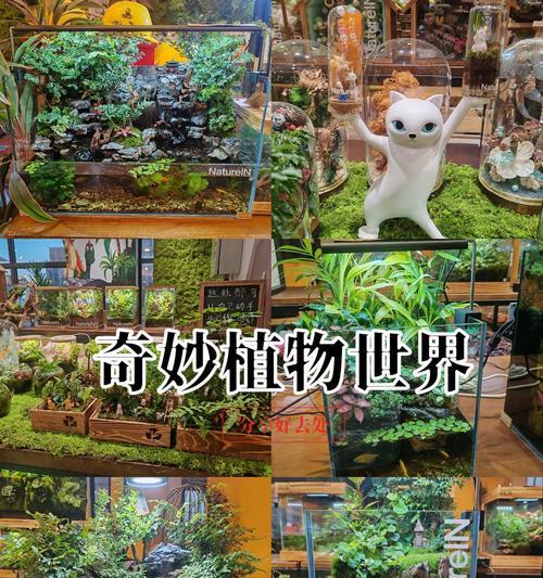 室内盆景水草的养护技巧有哪些？