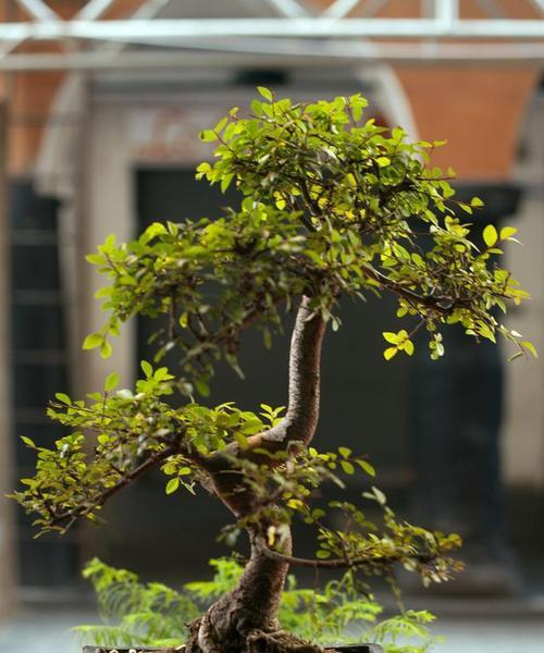 胖娃花卉盆景的正确养护方法？