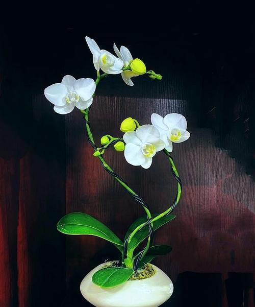胖娃花卉盆景的正确养护方法？
