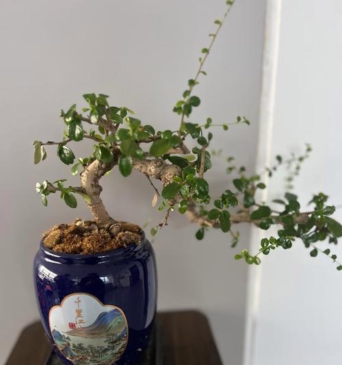 胖娃花卉盆景的正确养护方法？