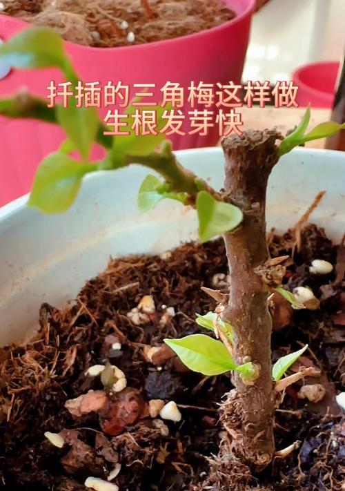 三角梅仅根部如何种植？种植三角梅根部的正确步骤是什么？