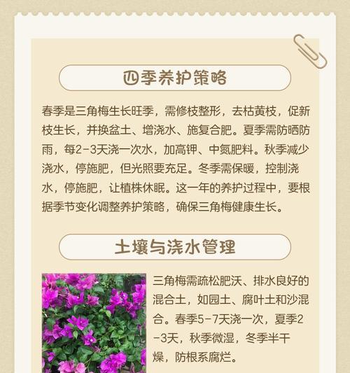 三角梅仅根部如何种植？种植三角梅根部的正确步骤是什么？