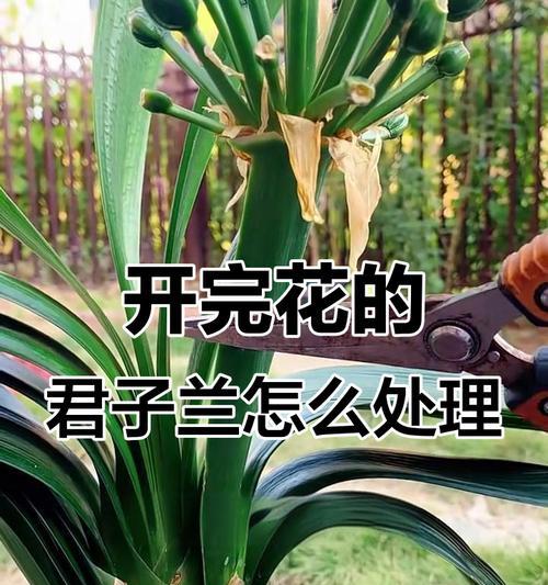 君子兰吸收氡气后如何处理？