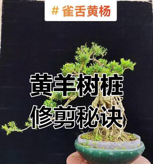 山顶黄杨盆景怎么养？盆景养护的基本技巧有哪些？