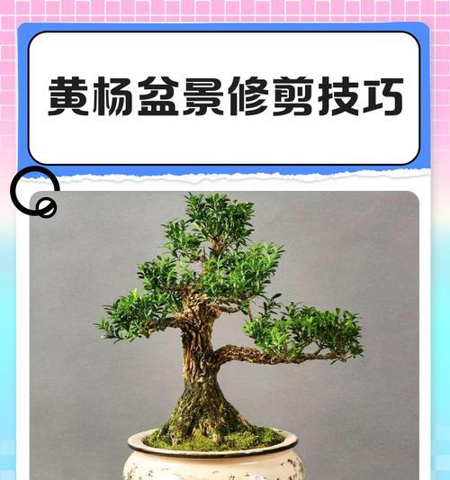 山顶黄杨盆景怎么养？盆景养护的基本技巧有哪些？