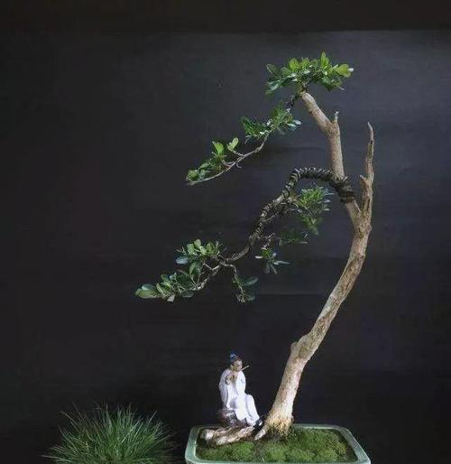山顶黄杨盆景怎么养？盆景养护的基本技巧有哪些？